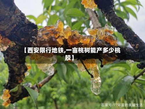 【西安限行地铁,一亩桃树能产多少桃胶】