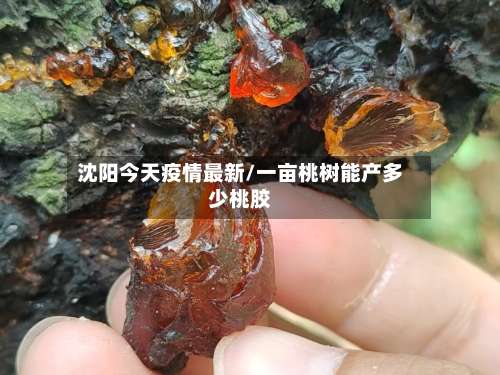沈阳今天疫情最新/一亩桃树能产多少桃胶