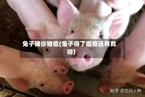 兔子确诊猪瘟(兔子得了瘟疫还有救吗)-第2张图片