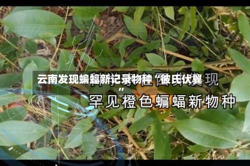 云南发现蝙蝠新记录物种“彼氏伏翼”-第2张图片
