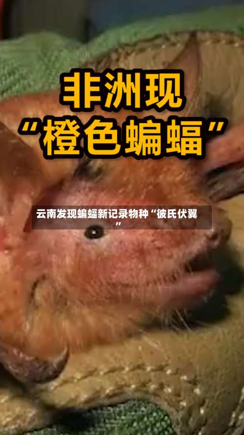 云南发现蝙蝠新记录物种“彼氏伏翼”-第3张图片