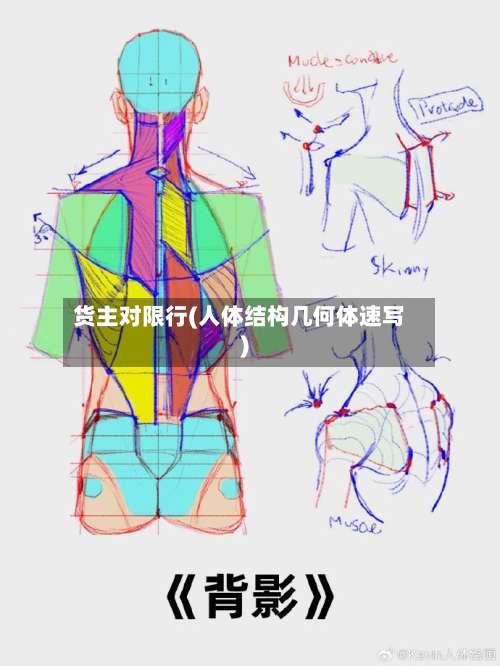 货主对限行(人体结构几何体速写)